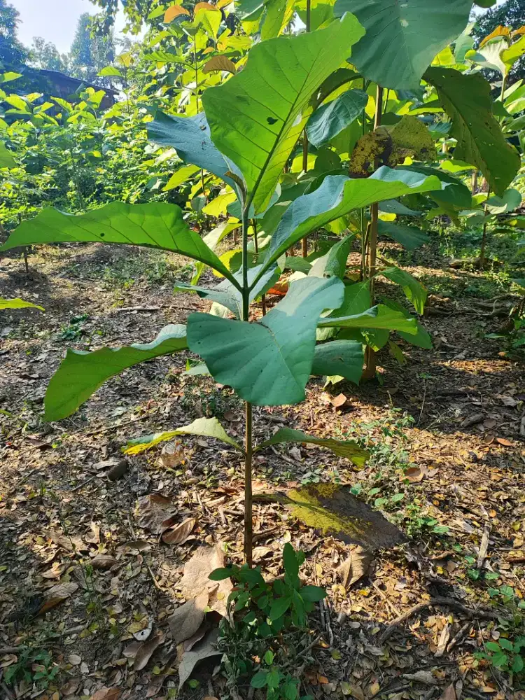 Bibit Pohon Jati