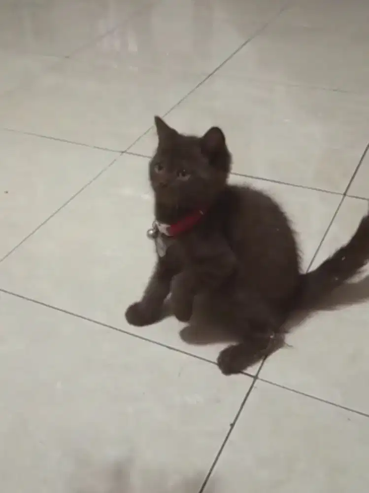 BSH Mix Scottish