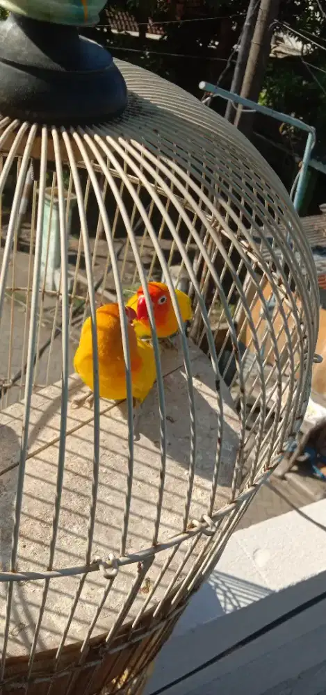 Jual burung Lovebird juduhan  paskun dewasa Bu Monggo yang mau merawat