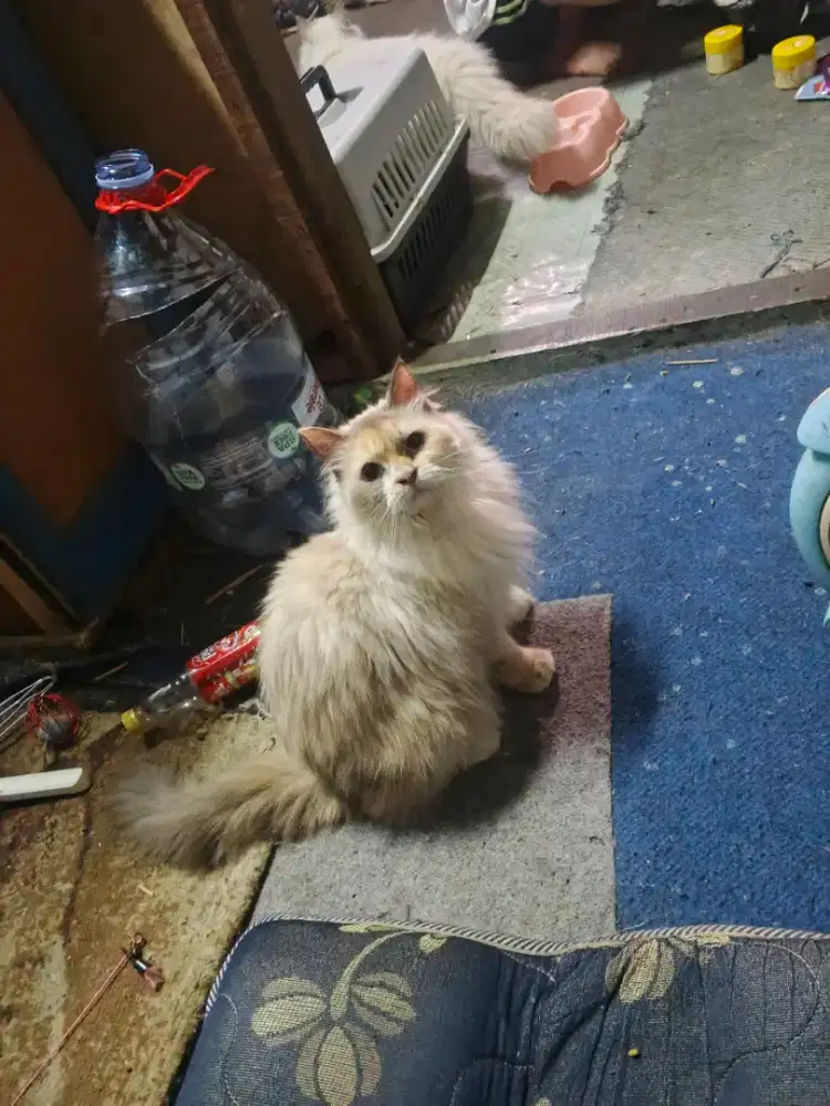 Kucing Persia betina