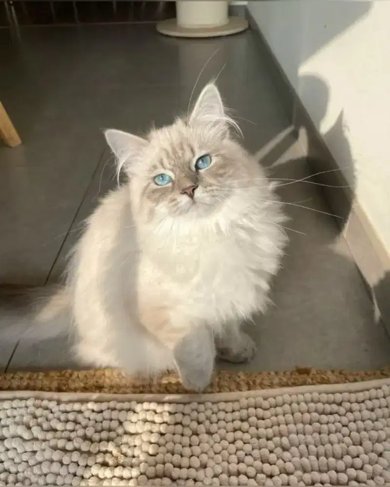 Kucing Himalaya jantan
