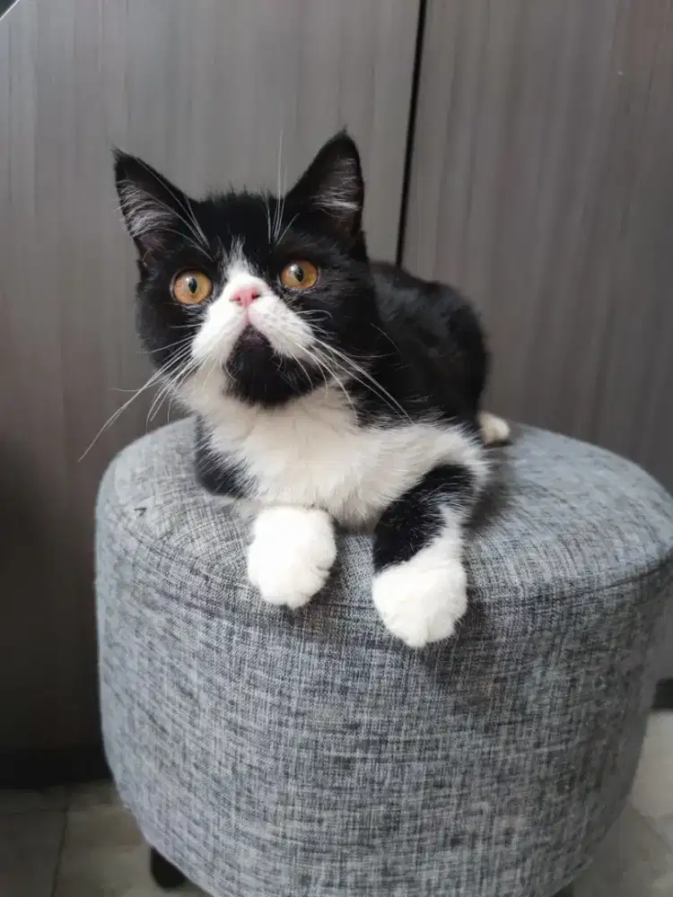 KUCING JANTAN PERSIA EXOTIC SHORTHAIR BULU PENDEK PESEK