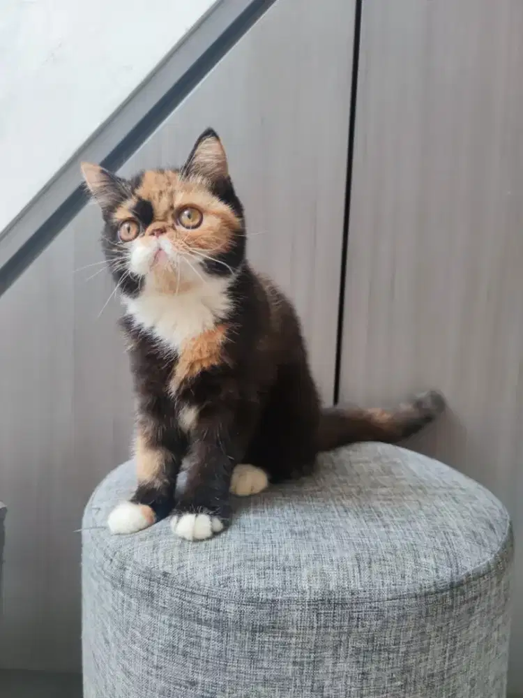 KUCING PERSIA EXOTIC SHORTHAIR BULU PENDEK PESEK