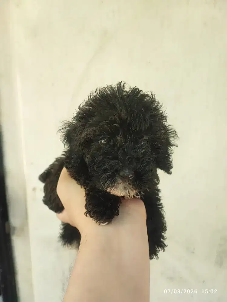 Dark choco w/ white mark tiny poodle