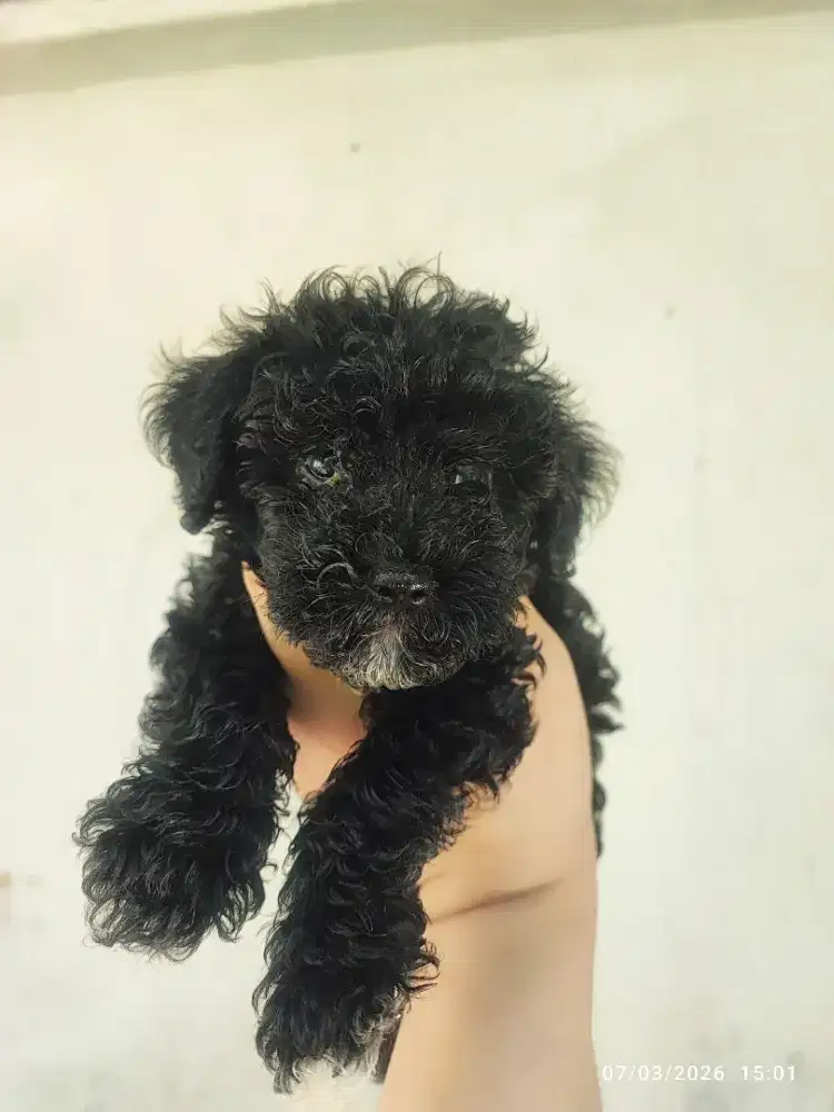 Black w/ white marking tiny poodle
