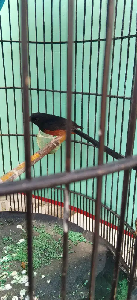 MURAI BATU EKOR 17++