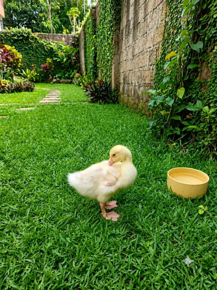 JUAL ANAK ANGSA LUCU USIA 1 BULAN - SEHAT DAN JINAK