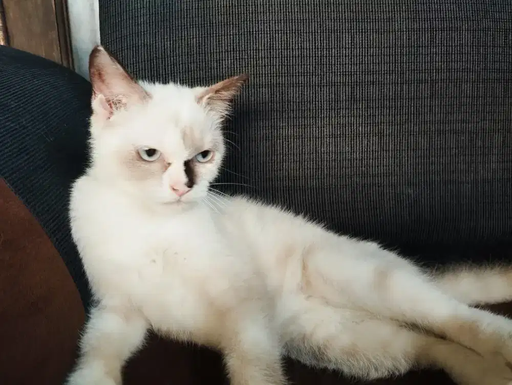 Kucing Persia Himalaya