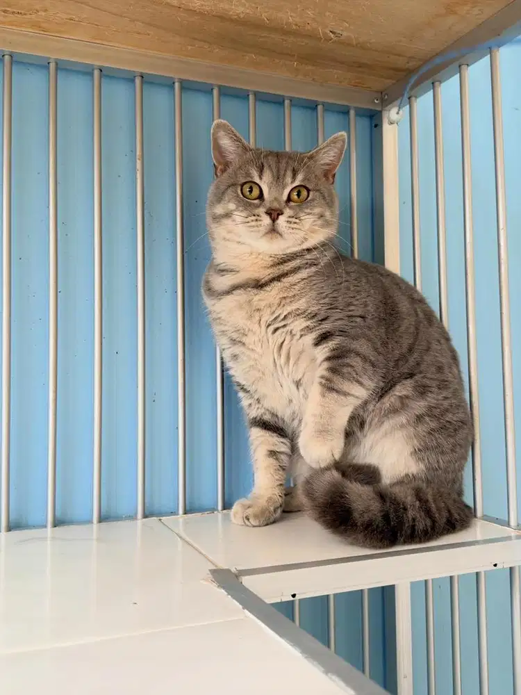 Kucing BSH nonped