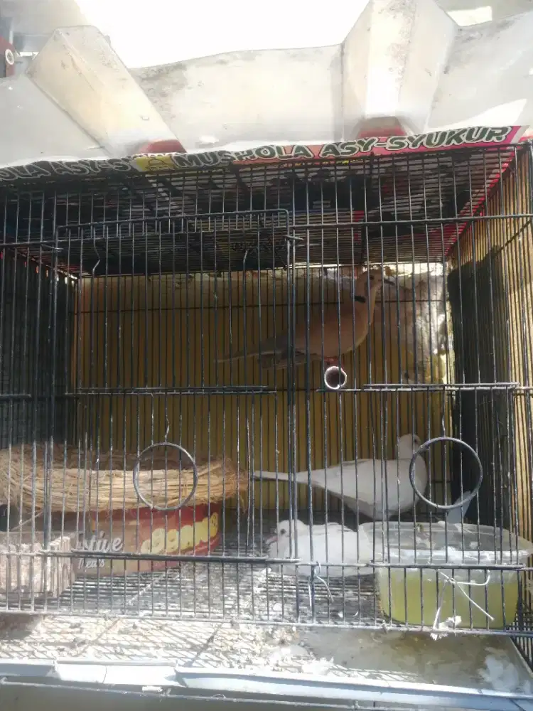Puter pelung indukan sama sangkarnya