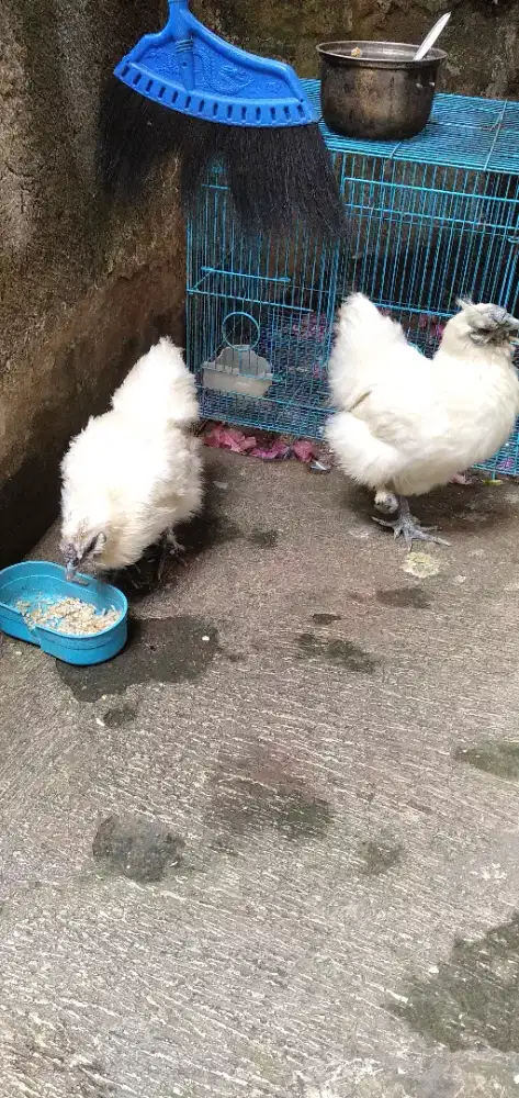 Ayam silkie ( kapas ) betina siapan.