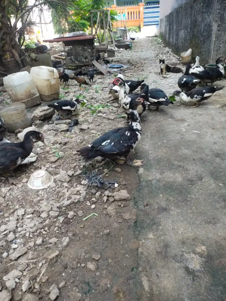 Wts ayam,bebek entok rawatan sehat besar