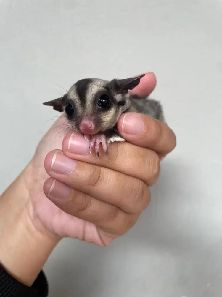 SUGAR GLIDER CLASSIC GREY