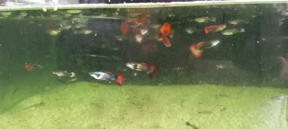 Guppy ikan hias medan