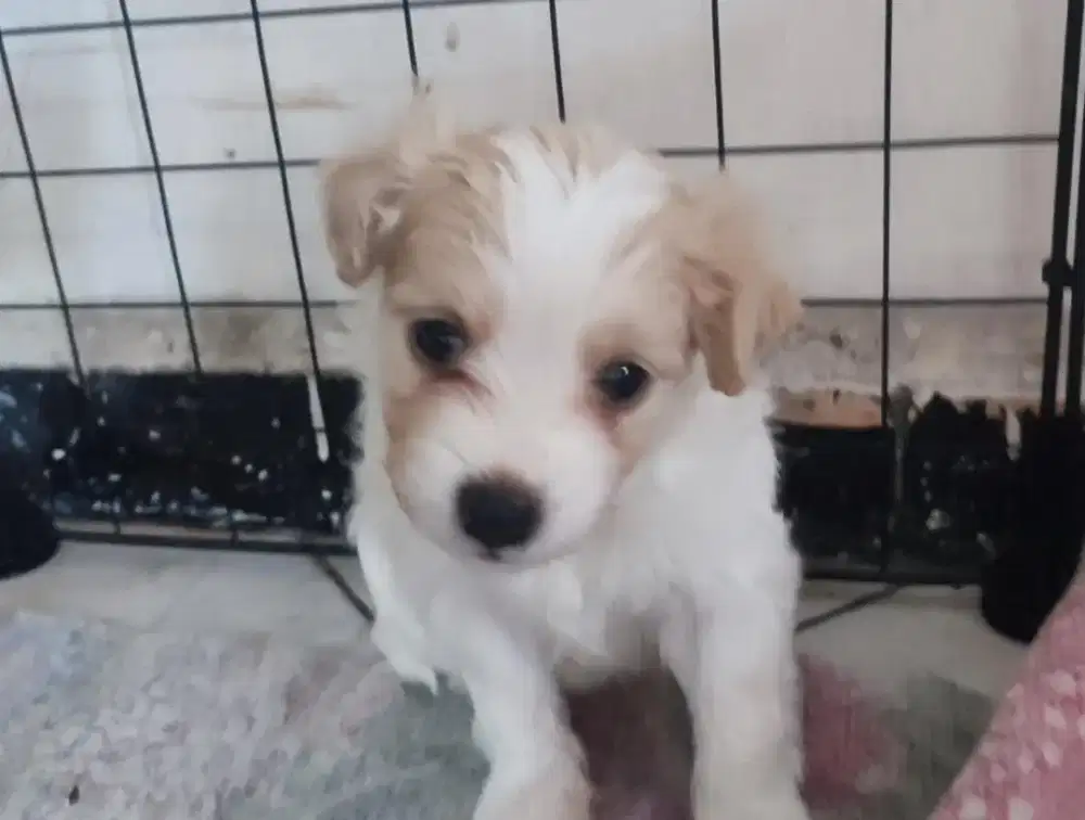 Anak Anjing Lucu