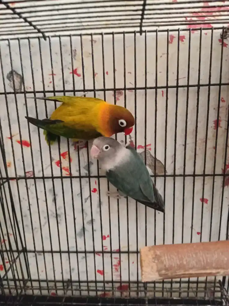 Lovebird Sepasang Produk