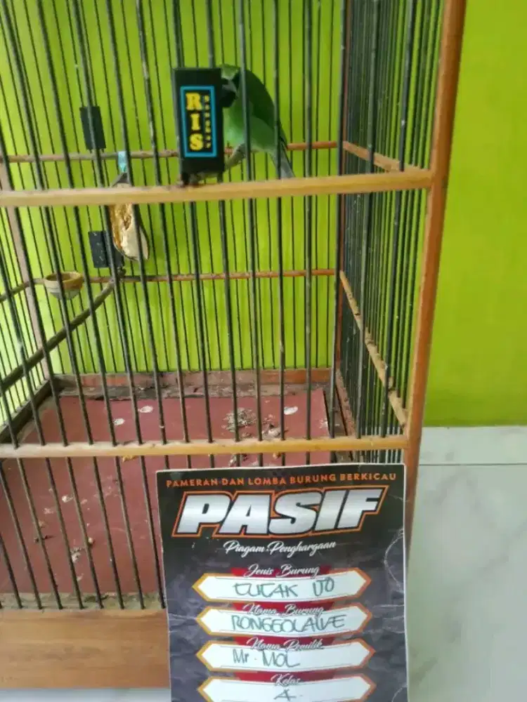 jual burung bnyuwngi atau cari kembalian dari burung lain