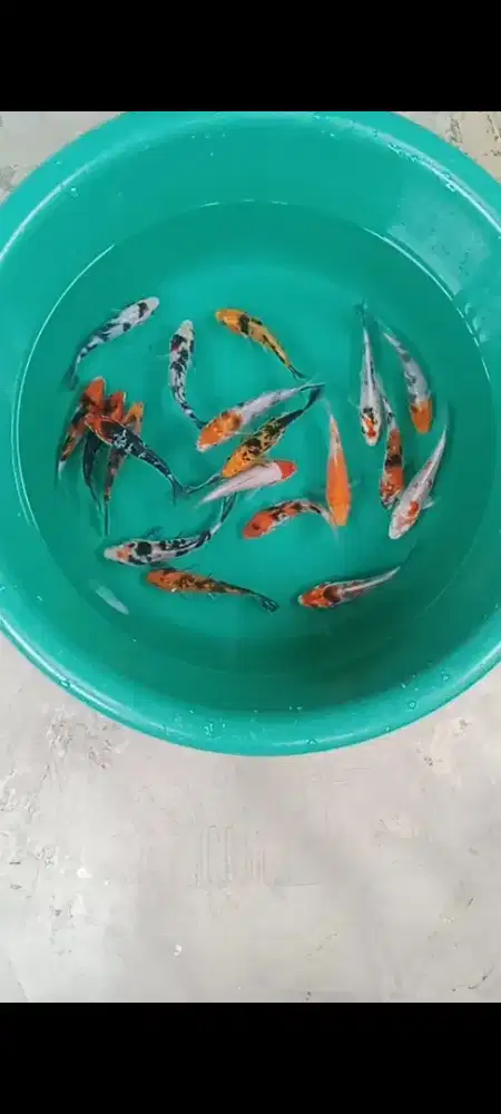 Koi mix 20 ekor