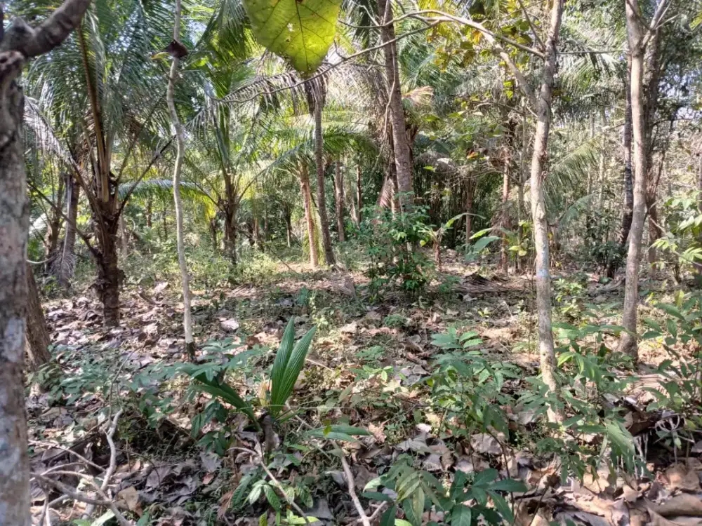 Tanah pekarangan