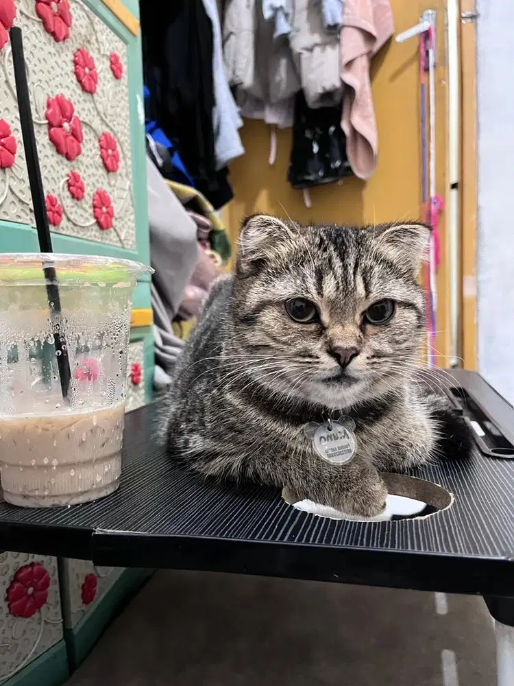 Kucing Scottish fold