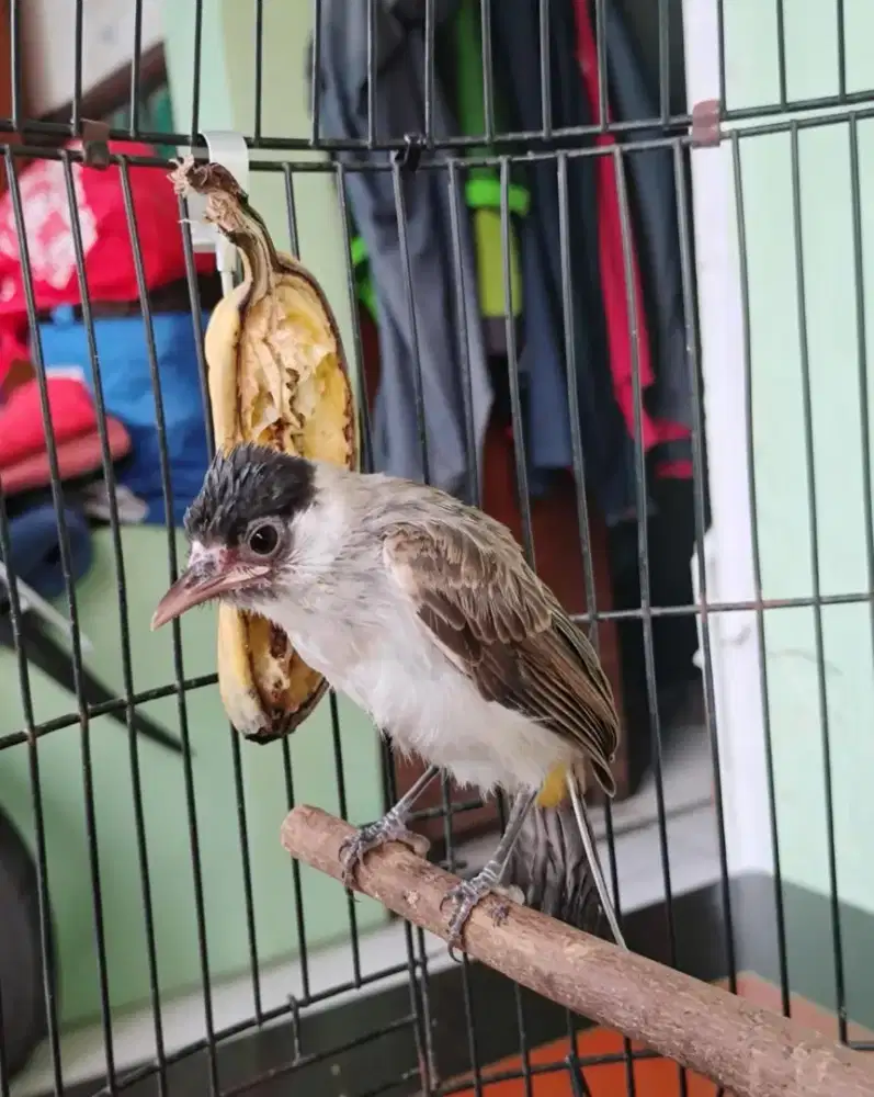 Burung kutilang anakan