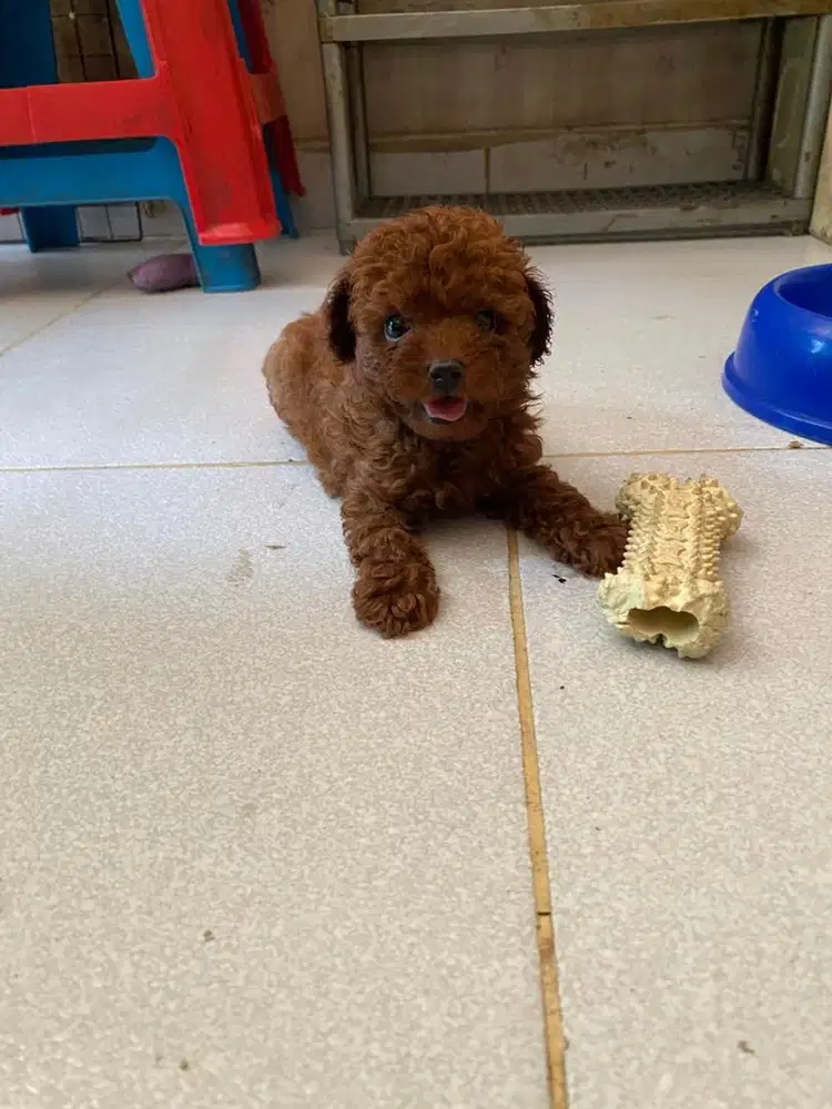 Tiny poodle jantan dan betina