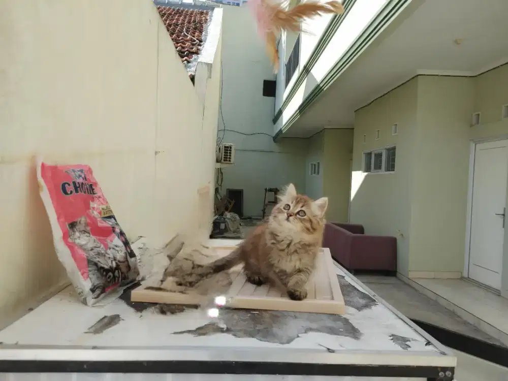 Kucing kitten persia mix norwegian / mainecoon / anggora / peaknose