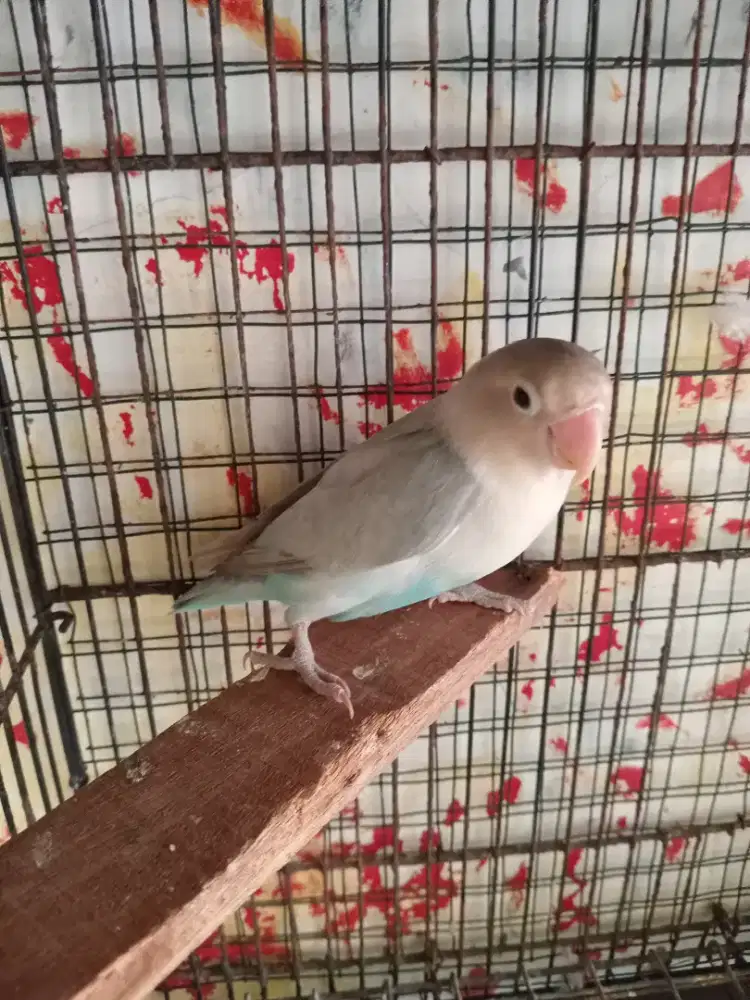 Lovebird Greywing Betina Produk