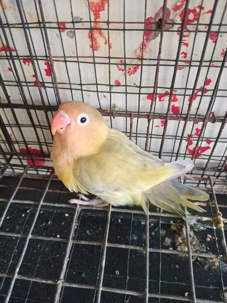 Lovebird Aqua Blue 1 Betina Produk