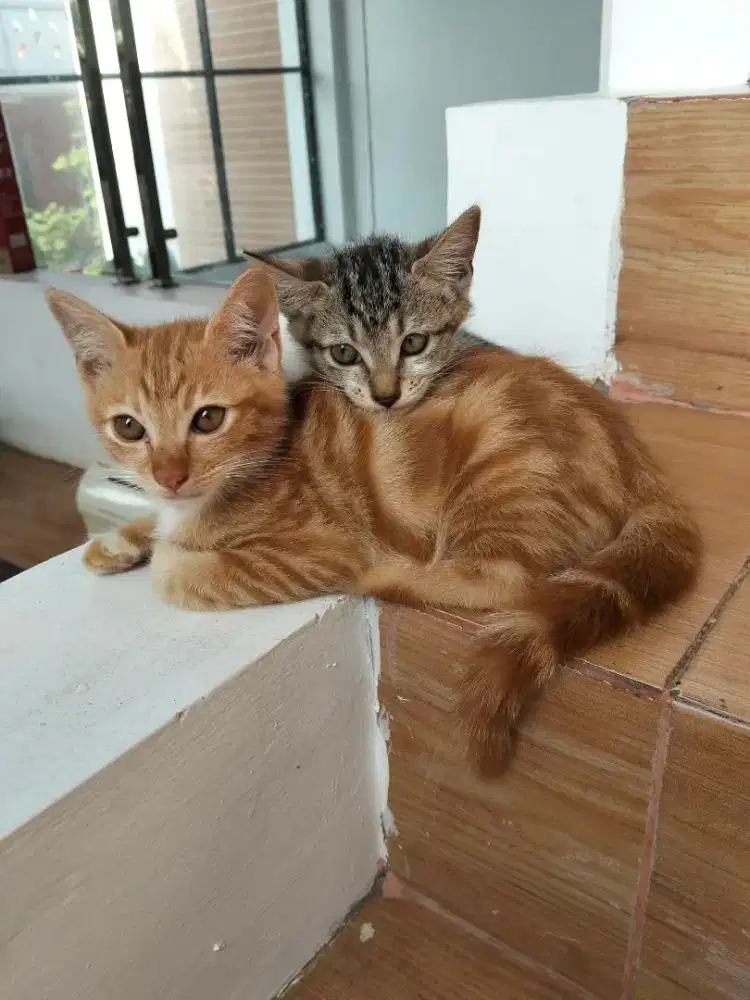 Gratis anak kucing domestik motif bulu unik langka