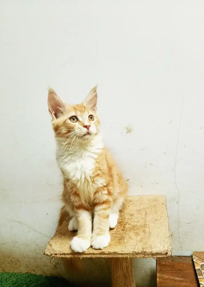 Kitten MaineCoon Betina Pure no mix.