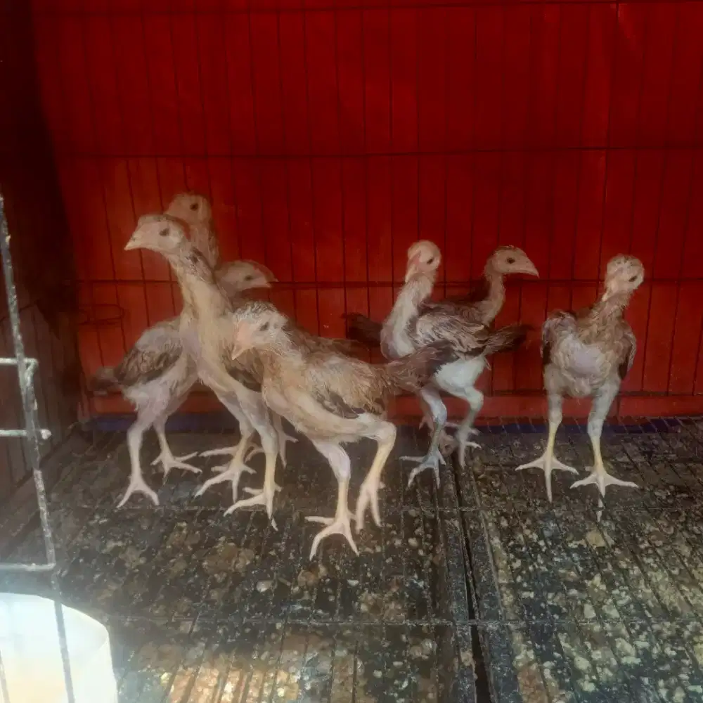 Anak ayam Bangkok Clasik cewe semua 7ekor
