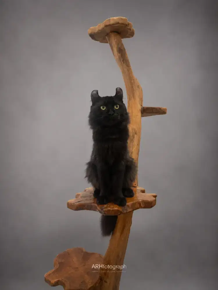 Kucing american curl / kitten acl / American curl / curl