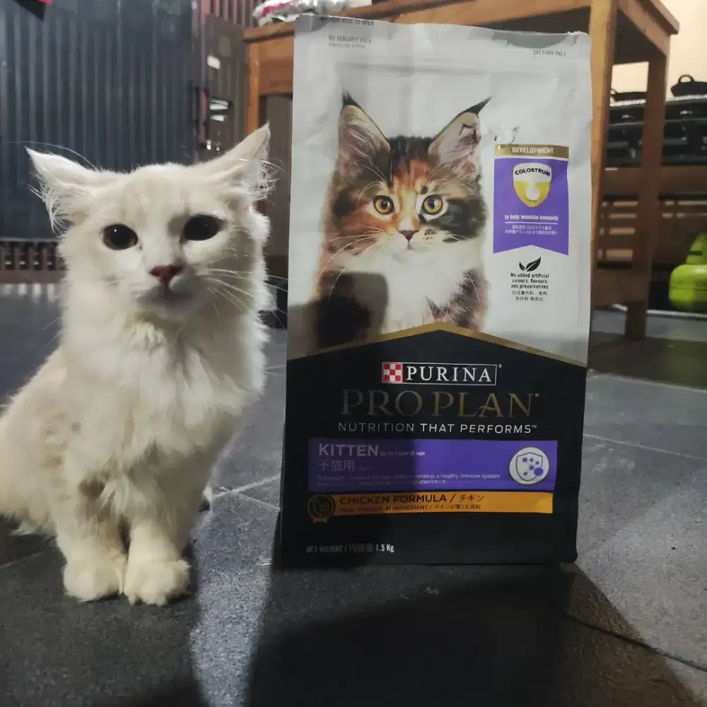 Kucing Persia longhair | bukan BSH | BUKAN BRITISH SHORTHAIR
