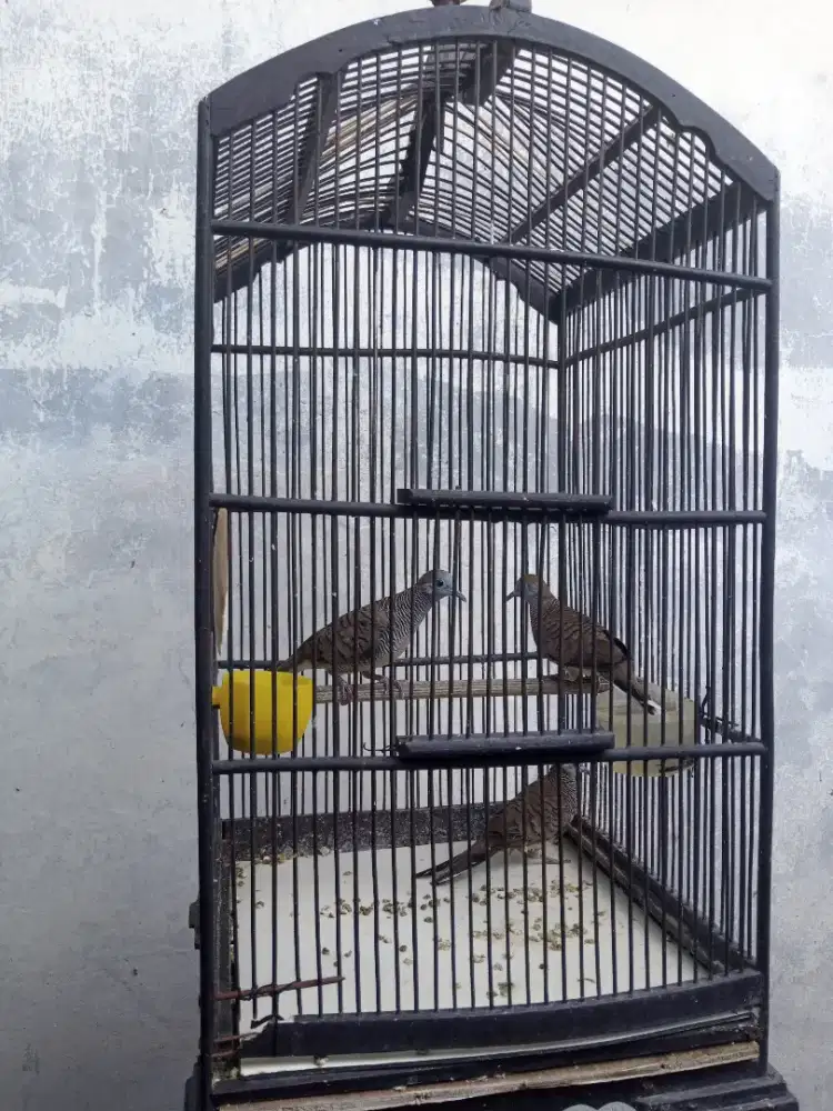 Borongan perkutut lokal