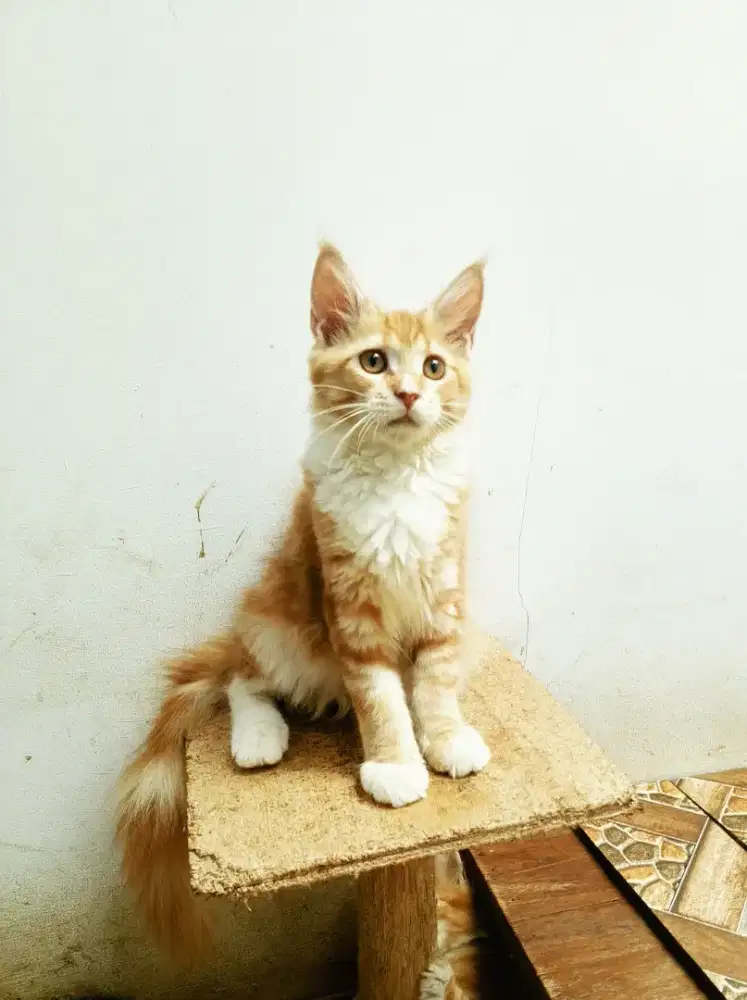 Kitten maineCoon Betina Pure No mix.