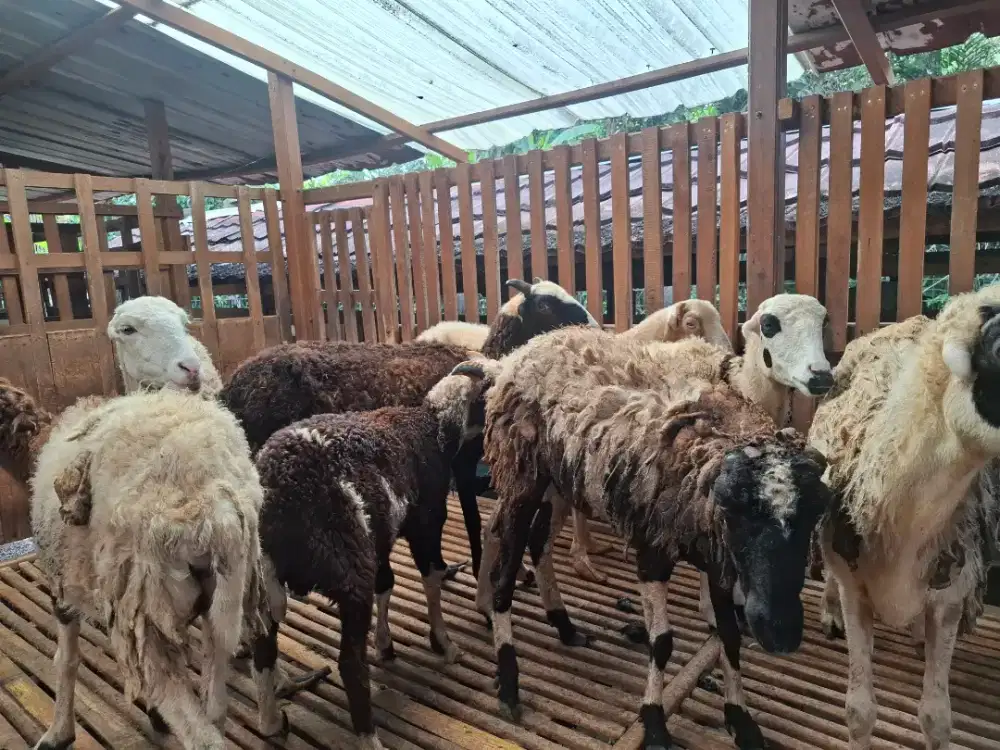 Indukan domba Garut