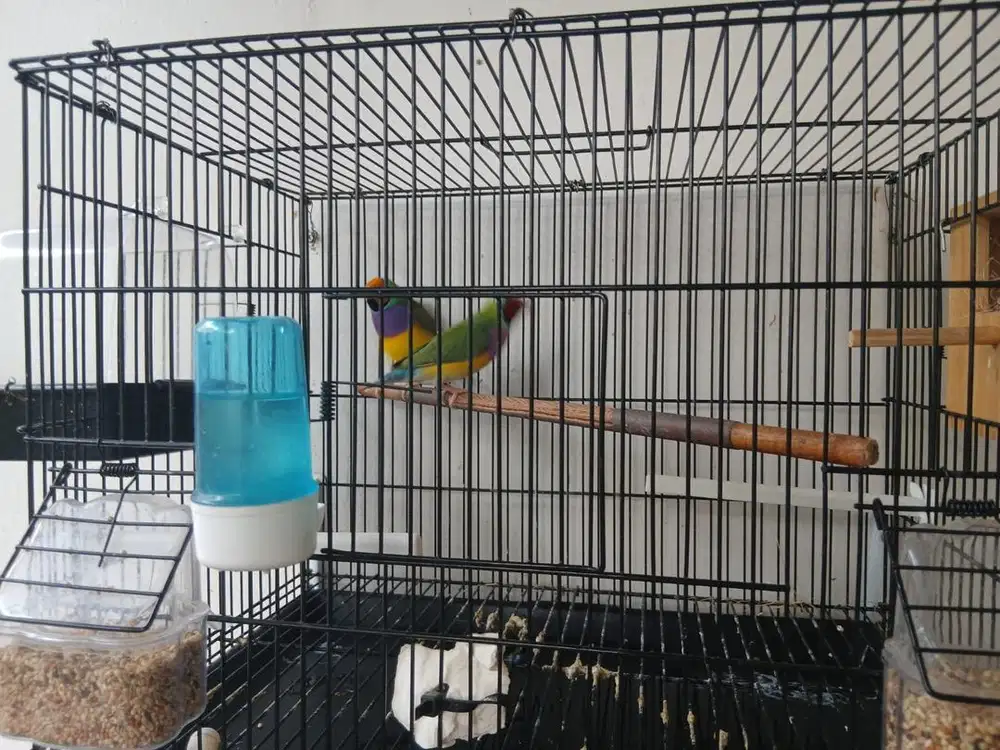 Burung gold amadine sepasang plus kandang komplit