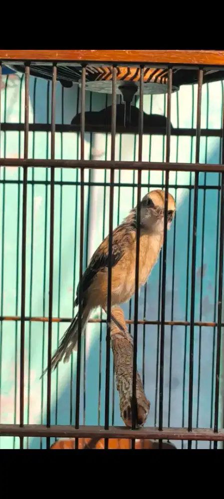 Cendet trotol jantan