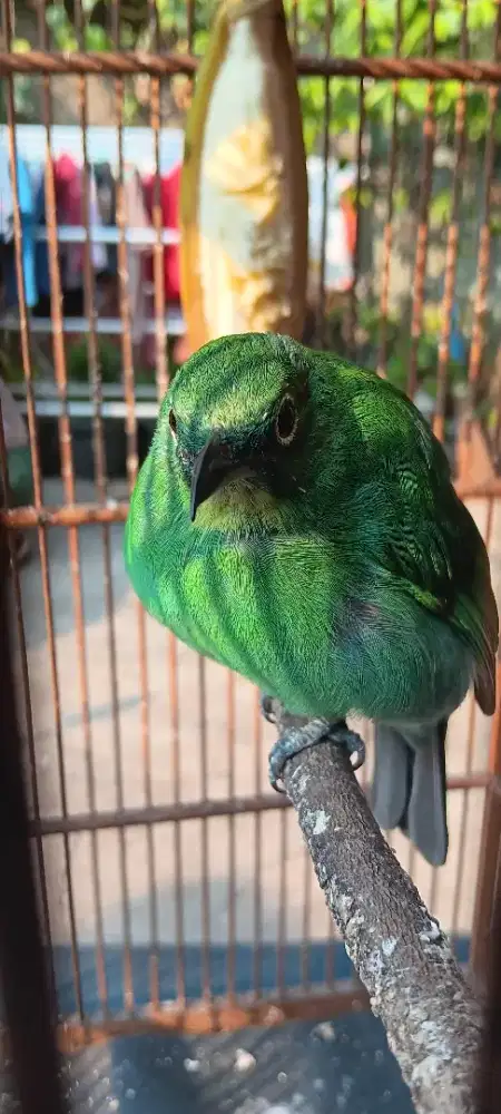 burung murai daun betina