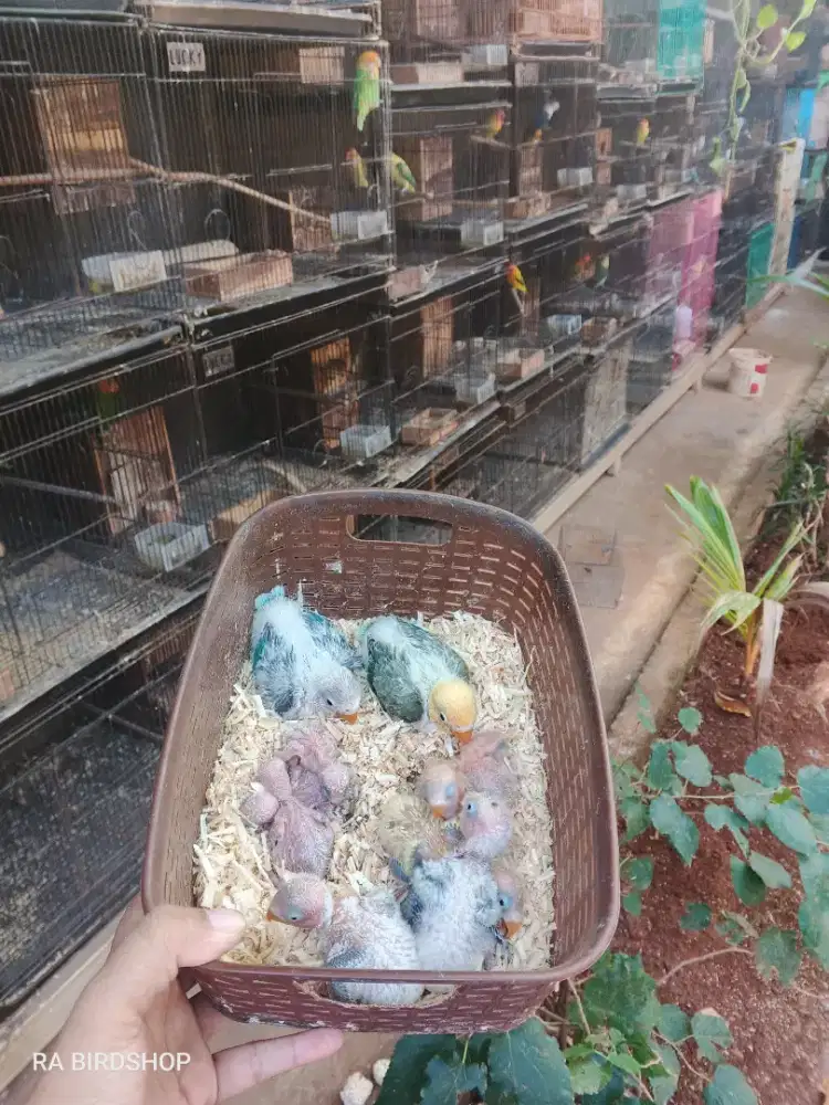 Lolohan Lovebird
