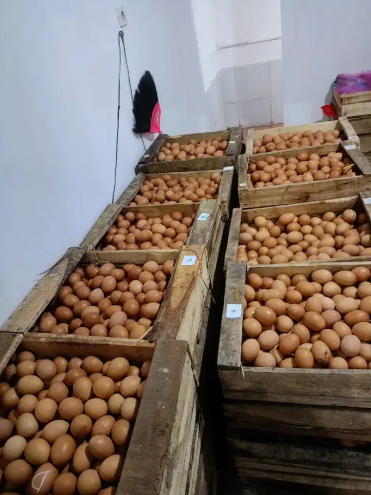 sales telur keliling