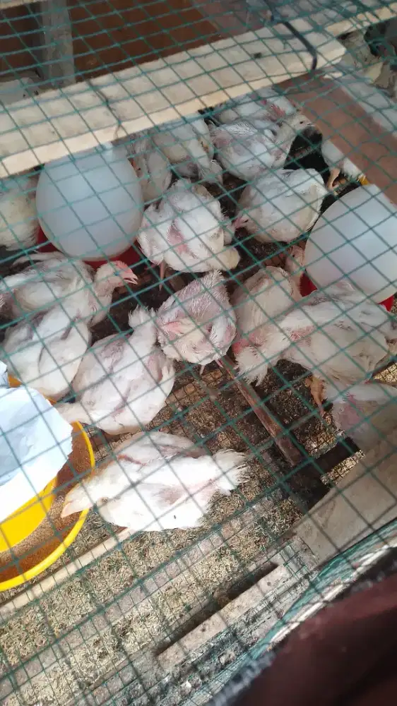 Ayam Boiler/Potong