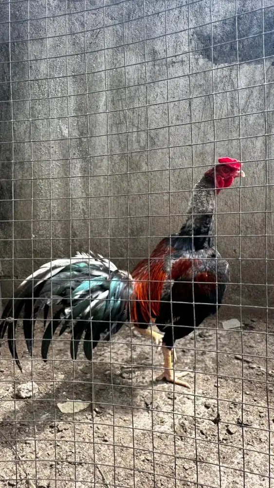Jual ayam bangkok