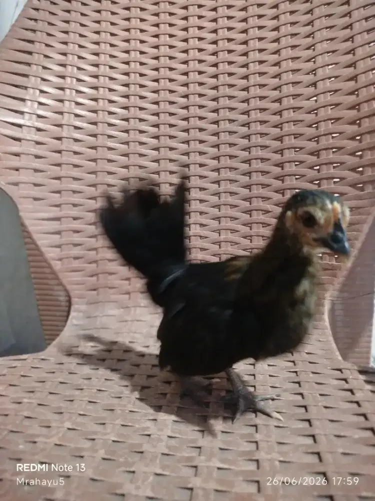 Ayam Kate anakan