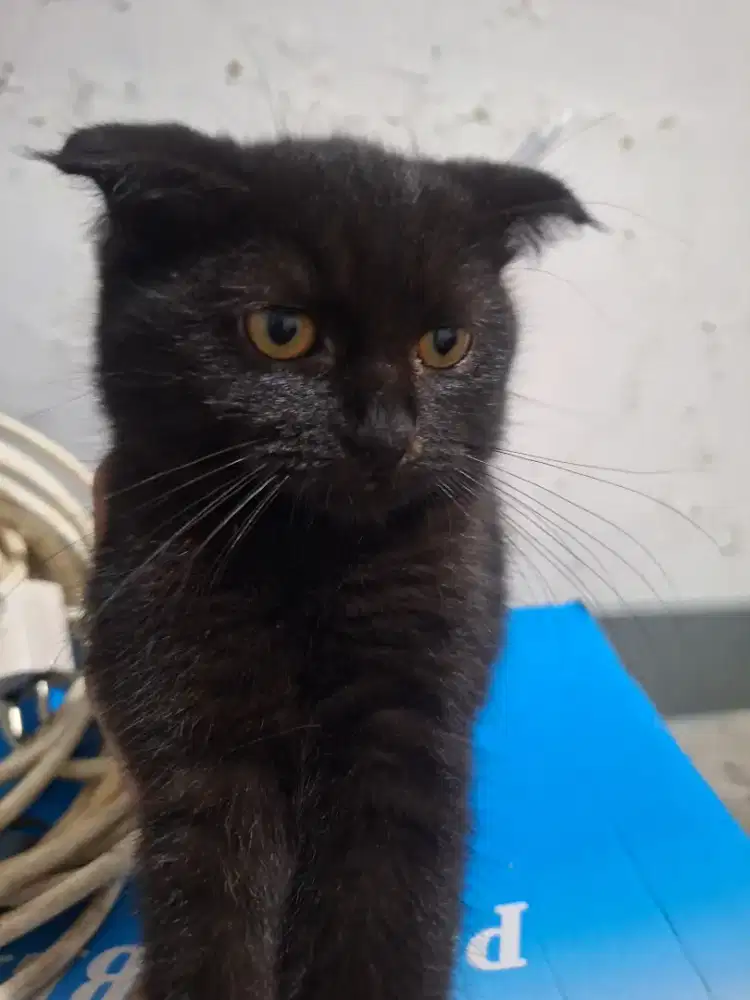 Kucing Persia British