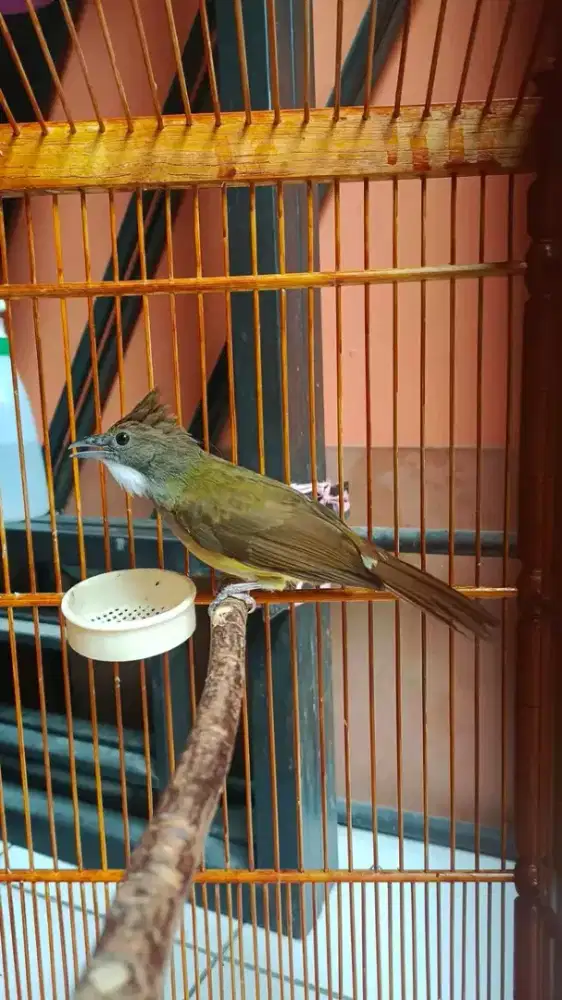 jenggot jawa baru beres mabung