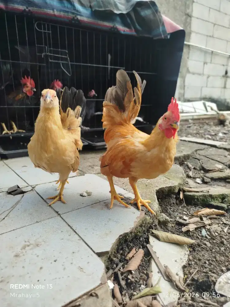 Ayam kate sepasang