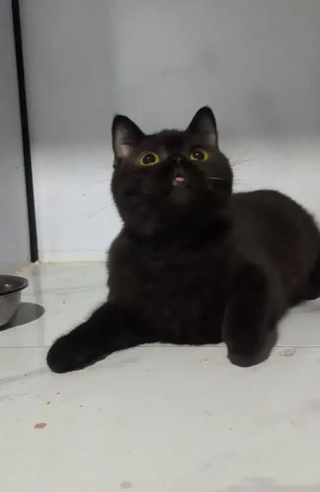 British shorthair black