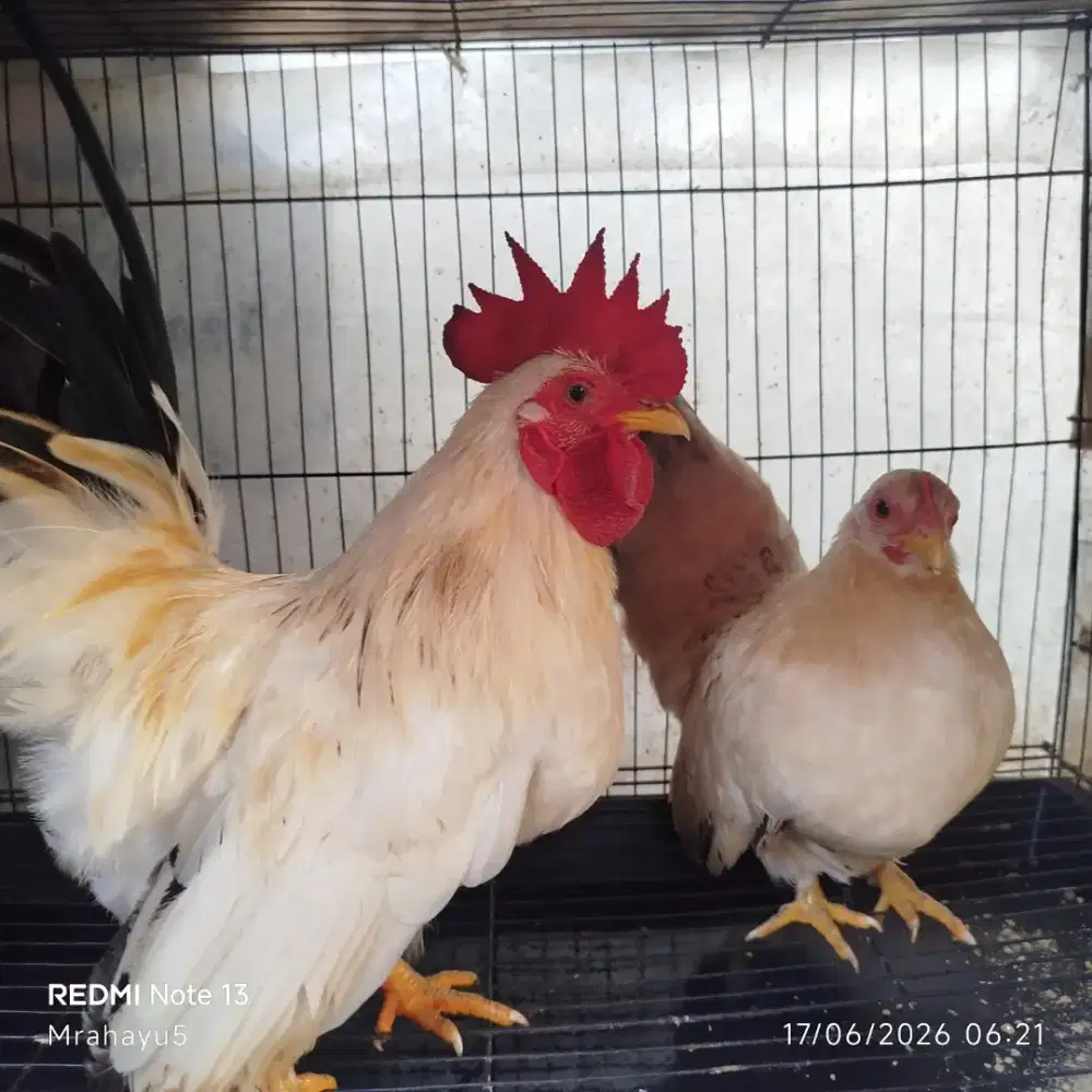 Ayam Kate sepasang